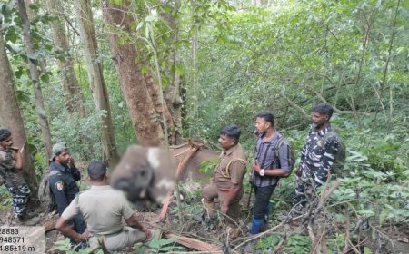வில்லோனியில் மக்னா காட்டு யானை உயிரிழந்த நிலையில் மீட்பு