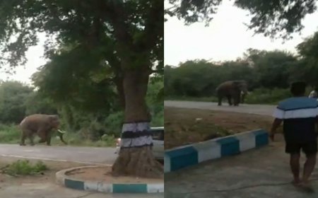 யானைக்கு அருகே சென்று புகைப்படம்  - ஆபத்தை உணராத சுற்றுலா பயணிகள்