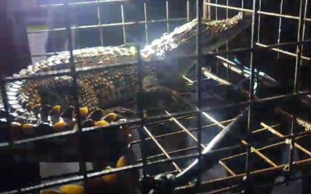 புதுச்சேரி: வாய்க்காலில் சிக்கிய 3 அடி நீளமுள்ள முதலை