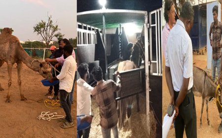 ஒட்டகம் மற்றும் கழுதை பாலில் டீ  விற்றவர்கள் மீது நடவடிக்கை