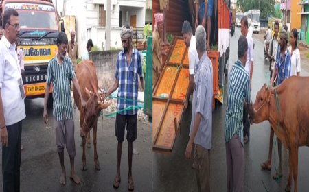 சாலைகளில்  திரிந்த  மாடுகளை மடக்கிப் பிடித்த மாநகராட்சி