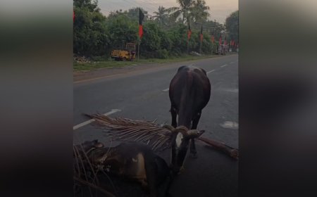 வாகனம் மோதி இறந்த கன்று - செய்வதறியாது தவித்த தாய்ப்பசு