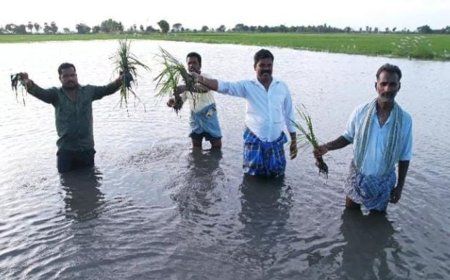 கடலூர்: கனமழையால் 400 ஏக்கருக்கு மேல் தண்ணீர் தேங்கி பயிர்கள் சேதம்- விவசாயிகள் கவலை