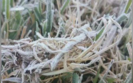 ஊட்டியில் உறைபனி அதிகரிக்க வாய்ப்புகள் அதிகம்: அதிகாரிகள் எச்சரிக்கை