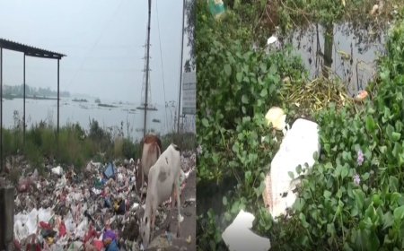 புழல் ஏரியில் செத்து மிதக்கும்  பன்றி, நாய், மாடுகள்