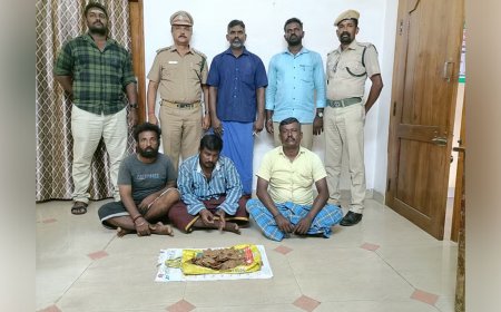 எறும்பு தின்னி செதில்களைத்  தின்றால் ஆண்மை விருத்தி? 