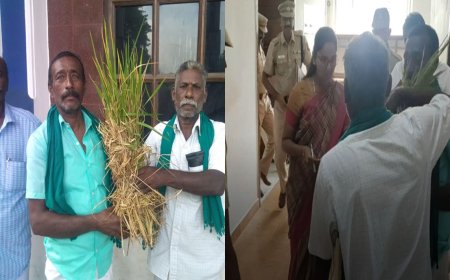 திருவாரூர்: சம்பா  பயிரை புகையான் நோய் தாக்குதலிருந்து காப்பாற்ற விவசாயிகள் மனு