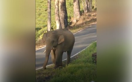 வால்பாறை அருகே பட்ட பகலில் சாலையில் நடந்து வந்த ஒற்றைக்காட்டு யானை