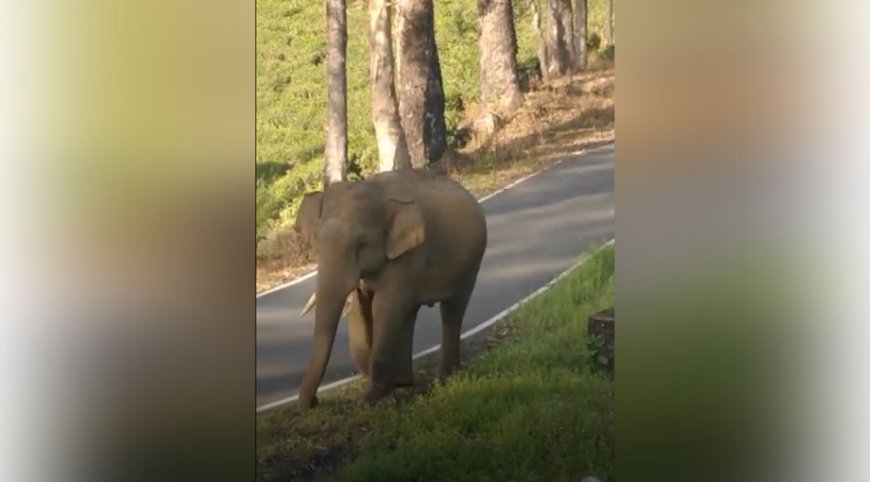 வால்பாறை அருகே பட்ட பகலில் சாலையில் நடந்து வந்த ஒற்றைக்காட்டு யானை