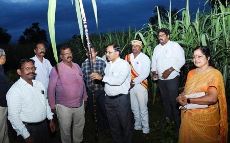 பொங்கல் பரிசுத்தொகுப்புக்கான   கரும்பு  கொள்முதல் -  மயிலாடுதுறை ஆட்சியர் ஆய்வு