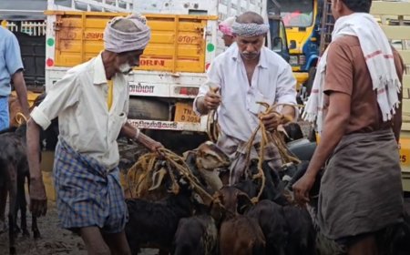 நெல்லை ஆட்டுச்சந்தையில் ரூ.4 கோடி வரை ஆடுகள் விற்பனை