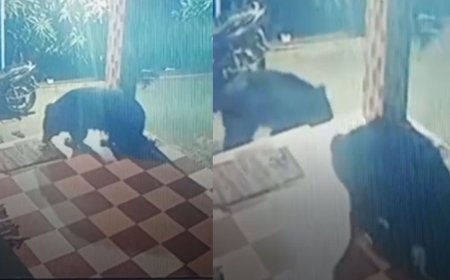 அம்பாசமுத்திரம்: குடியிருப்புப் பகுதியில் சுற்றித் திரிந்த கரடிகள்