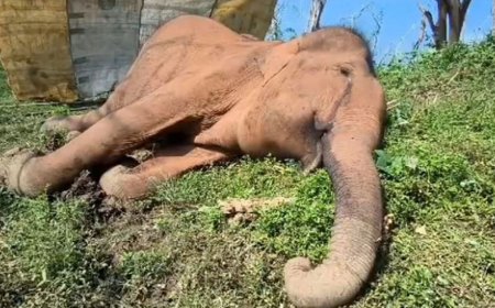 மேட்டுப்பாளையம்:மூலையூர் வனப்பகுதியில் பெண் காட்டு யானை உயிரிழப்பு