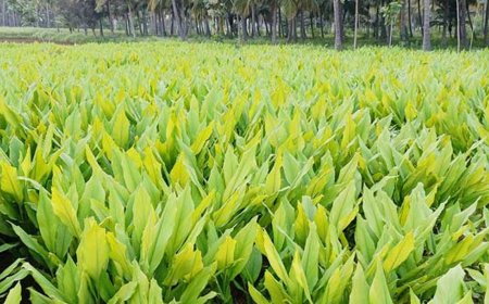 பொங்கல் பண்டிகை-தூத்துக்குடி மாவட்டத்தில் மஞ்சள் விளைச்சல் ப்அமோக விளைச்சல்