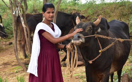 ஜல்லிக்கட்டில் பரிசுகள் பெற காளைகளை வளர்க்கவில்லை- திண்டுக்கல் இளம்பெண் பேட்டி