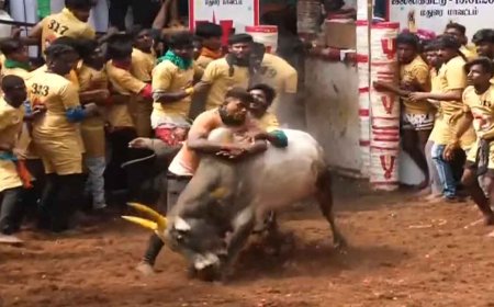 அவனியாபுரம் ஜல்லிக்கட்டு போட்டி- காளைகளை அடக்கி வீரர்கள் அசத்தல்