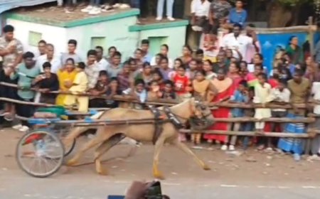 குதிரை ரேக்ளா பந்தயத்தில் ஜாக்கி இல்லாமல் தனியாக வந்த குதிரையால் பரபரப்பு