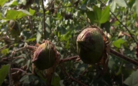 பூச்சி மற்றும் நோய் தாக்குதலால் பருத்தி பாதிப்பு-விவசாயிகள் வேதனை