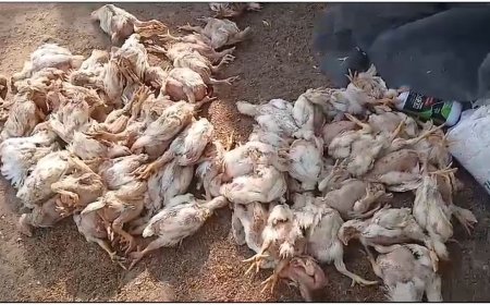 கொத்துக் கொத்தாய் செத்து விழுந்த கோழிகள்..! இனி இறைச்சி விற்பனைக்கு தடை..! எங்கே தெரியுமா?