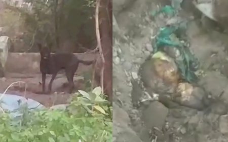 பிணங்களை தோண்டி தின்னும் நாய்கள்! சென்னையில் இப்படி ஒரு அவலமா? வெளியாகிய பகீர் காட்சிகள்..!