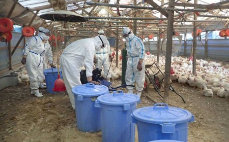 பரவும் பறவைக்காய்ச்சல் - 5 மாவட்டங்களுக்கு அலர்ட்! எந்தெந்த மாவட்டங்கள்?