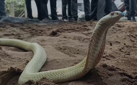 அரிதிலும் அரிதான வெள்ளை நாகம்.... வியந்து பார்த்த மக்கள்....