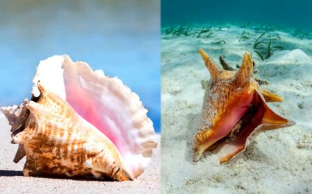 "ஆழ்கடலில் சங்கு எடுக்கக் கூடாது" - மீனவர்களுக்கு நீதிமன்றம் ஆர்டர்...