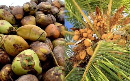 தொடர் சரிவை சந்தித்து வரும் தேங்காய் விலை - கவலையில் விவசாயிகள்