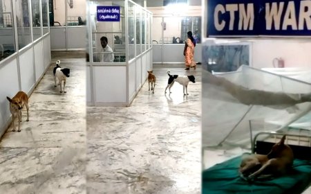 பட்ஜெட்டில் அறிவித்த ரூ.20 கோடி எங்க சார்... அரசு மருத்துவமனையில் தெரு நாய்கள்...