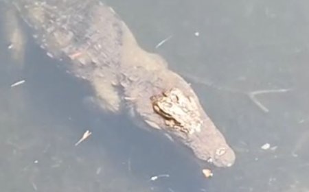 ஐயா ஜாலி வெயிலு! ஹாயாக வெயில்காய்ந்த முதலை... வீடியோவால் மக்கள் அச்சம்!