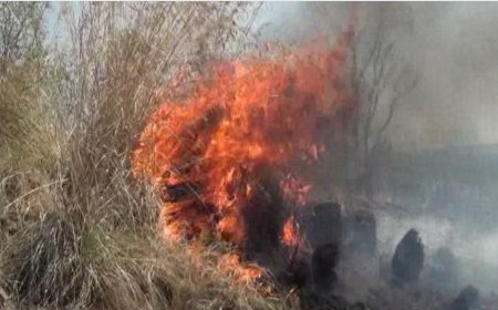 தேனியில் அரியவகை மரம் மூலிகைகளை நாசம் செய்யும் காட்டுத் தீ... சமூகவிரோதிகள் கைவரிசை...