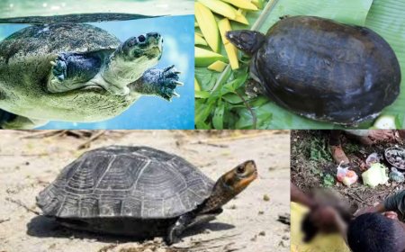 விஷமான ஆமைக்கறி... 8 குழந்தைகள் உட்பட 9 பேர் பலியான சோகம்!