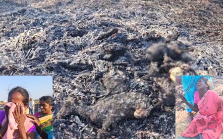 தீயில் சிக்கி சிதைந்த ஆடுகள் : கண்ணீர்விட்டுக் கதறி அழுத விவசாயிகள்