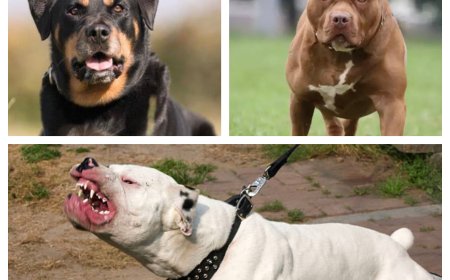 "மனிதர்களுக்கு ஆபத்து..." களத்தில் இறங்கிய மத்திய அரசு - மாநிலங்களுக்கு பறந்த கடிதம்..!