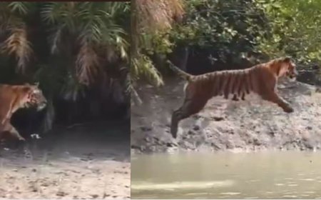 ”இது பாயும் புலி இல்ல பறக்கும் புலி” .....வைரலாகும் புலியின் லாங் ஜம்ப்..