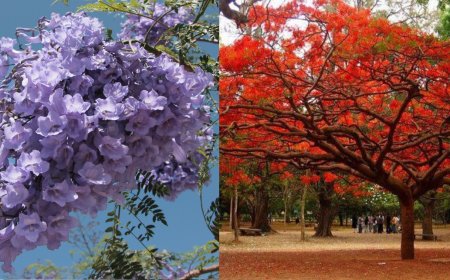 ஊட்டி : கண்களுக்கு விருந்தளிக்கும் ஜெகரண்டா மலர்கள்...