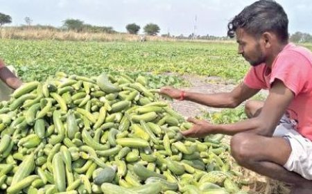 வெள்ளரிக்கா பிஞ்சு வெள்ளரிக்கா.. அமோக விளைச்சல்.. விலையில்லையே.. விவசாயிகள் சோகம்