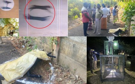 மயிலாடுதுறையில் தொடரும் பீதி.. கூண்டோடு காத்திருக்கும் வனத்துறை.. சிக்குமா சிறுத்தை