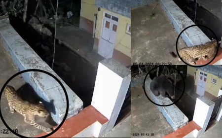 வீட்டின் மேல் உலா வரும் சிறுத்தை, கூடவே எம்மாம் பெரிய கரடி.. உயிர் பயத்தில் உதகை மக்கள்..