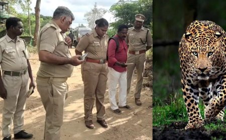 சிறுத்தை மலத்தைக் கண்டெடுத்த அதிகாரிகள்.. சிறுத்தைய எப்போ சார் பிடிப்பீங்க? அச்சத்தில் மயிலாடுதுறை மக்கள்