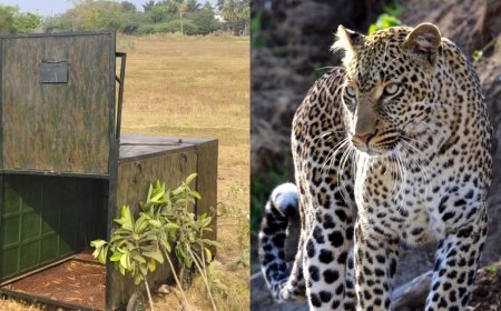 மயிலாடுதுறையில் மாட்டாத சிறுத்தை தஞ்சையில் தஞ்சம்..? வலை விரிக்கும் வனத்துறை...