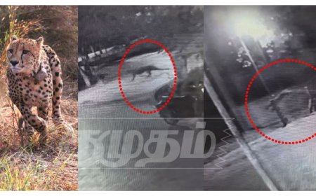 மயிலாடுதுறையில் மாயமான சிறுத்தை.. அரியலூர் முந்திரி காட்டில் முகாம்.. அச்சத்தில் அரியலூர் மக்கள்..