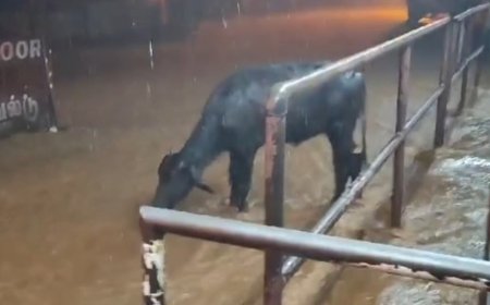 குன்னூரை குளிர்வித்த மழை... குதூகலமாகக் குளித்த எருமைமாடு