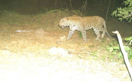 தஞ்சாவூரில் சிறுத்தை நடமாட்டமா? பரபரப்பு... அச்சமடைந்தவர்களுக்கு வனத்துறை சொன்ன ஆறுதல் தகவல்