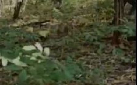 நெருங்கும் தேர்தல் நாள்... சத்தீஸ்கரில் என்கவுண்ட்டர்... 29 பேர் கொலை... திக் திக் காட்சிகள்!