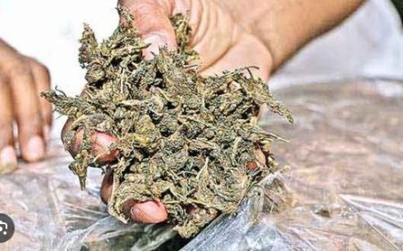 கஞ்சா புகலிடமா தமிழ்நாடு..  கண்டு கொள்ளுமா அரசாங்கம்.. அச்சத்தில் மக்கள்