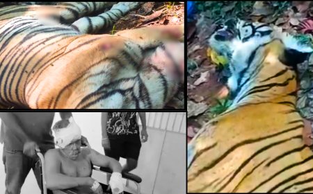 குமரியில் புலி தாக்கி 2 பேர் படுகாயம்... முள்ளம்பன்றி தாக்கியதில் புலி பலி..
