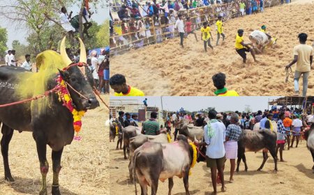 சிவகங்கையில் அனுமதியின்றி நடந்த மஞ்சுவிரட்டு.. மாடு முட்டி 10க்கும் மேற்பட்டோர் காயம்...