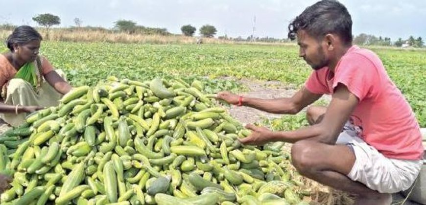 வெள்ளரிக்கா பிஞ்சு வெள்ளரிக்கா.. அமோக விளைச்சல்.. விலையில்லையே.. விவசாயிகள் சோகம்