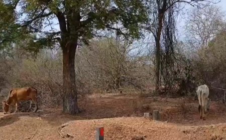 கொளுத்தும் கோடை வெயில்... உணவில்லாமல் உயிரிழக்கும் கால்நடைகள்...